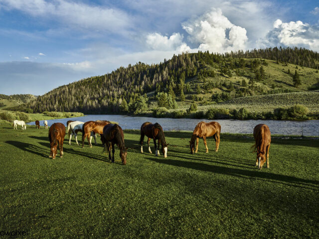 Airlie Farm Bed And Breakfast