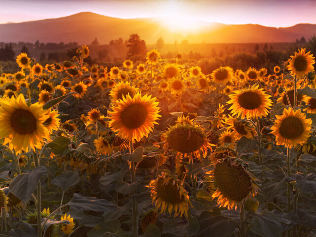 Packer Orchards & Farm Place