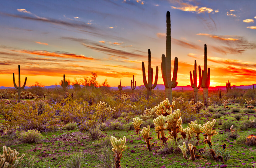 Saguaros at Sunset in Sonoran Desert near Phoenix