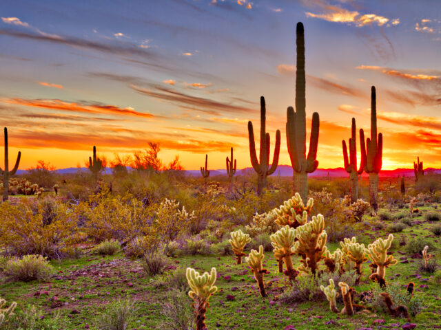 Saguaros at Sunset in Sonoran Desert near Phoenix