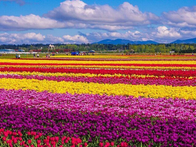 Skagit Valley Tulip Festival
