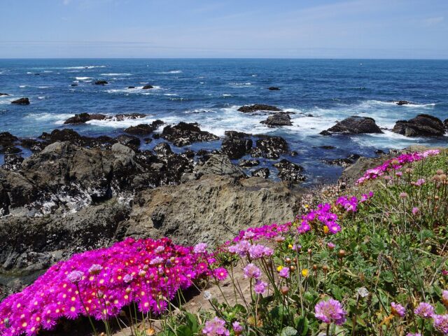 Mendocino Coast Botanic Gardens